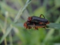 bugs love story Royalty Free Stock Photo