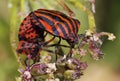 Bugs mating Royalty Free Stock Photo