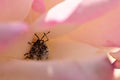 Bugs mating inside flower Royalty Free Stock Photo