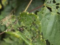 Bugs mating on shredded leaf Royalty Free Stock Photo