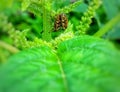 Bugs mating on spinach tree trunk Royalty Free Stock Photo