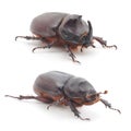 Bugs (Oryctes Nasicornis) Royalty Free Stock Photo