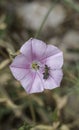 Bugs on a pink flower