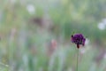 Bugs red on field purple flower close up Royalty Free Stock Photo