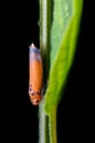 Bugs standing on green leaf Royalty Free Stock Photo