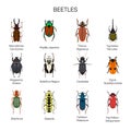 Bugs vector set in flat style design. Different kind of beetles insect species icons collection.