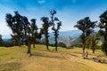 Bugyals, flat lands at upper Himalayas, Uttarakhand, India Royalty Free Stock Photo