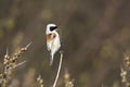 Buidelmees, Eurasian Penduline Tit, Remiz pendulines