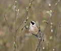 Buidelmees, Eurasian Penduline Tit, Remiz pendulines