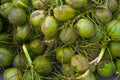 A buik of fresh coconuts ready to be sold in tropical country Royalty Free Stock Photo