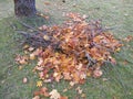 Build branch-leaf-pile for hedgehog to hibernate Royalty Free Stock Photo