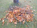 Build branch-leaf-pile for hedgehog to hibernate Royalty Free Stock Photo