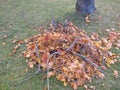 Build branch-leaf-pile for hedgehog to hibernate Royalty Free Stock Photo