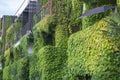 Building with climber plants, ivy growing on the wall. Ecology and green living in city Royalty Free Stock Photo