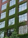 Building covered with leaves / greenness Royalty Free Stock Photo