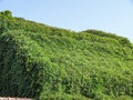 Building coveres with green vegetation in summer Royalty Free Stock Photo