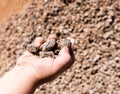 Building crushed stone with sand in hand Royalty Free Stock Photo
