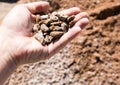 Building crushed stone with sand in hand Royalty Free Stock Photo