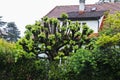 Building and cuted tree on one of Streets in Geneva