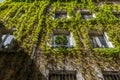 Building exterior covered with creeper