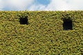 Building Facade Covered in Climbing Vegetation Royalty Free Stock Photo