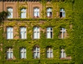 Building facade covered with plants - house overgrown with ivy Royalty Free Stock Photo