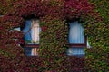 Building facade covered in red and green tree-like deciduous liana (Parthenocissus quinquefolia)