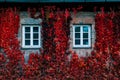 Building facade covered in red and green tree-like deciduous liana (Parthenocissus quinquefolia)