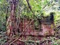 Building ruins in tropical rainforest