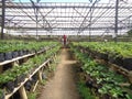 Building of strawberry farm, green leaves, bamboo structure with transparent ceiling, west java 2018