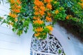 Building with traditional window decorated with fresh orange flowers. Spain, Nerja Royalty Free Stock Photo