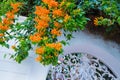 Building with traditional window decorated with fresh orange flowers. Spain, Nerja Royalty Free Stock Photo