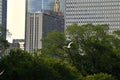 Herring Gull flying over the city Royalty Free Stock Photo