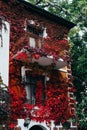 Buildings covered in red ivy. A creeping plant adorns the city's old houses. Royalty Free Stock Photo