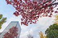 Buildings in Tokyo with autumn leaves Royalty Free Stock Photo