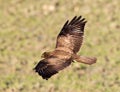 Buizerd, Common Buzzard, Buteo buteo