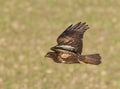 Buizerd, Common Buzzard, Buteo buteo