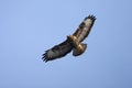 Buizerd, Common Buzzard, Buteo buteo