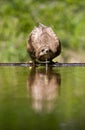 Buizerd, Common Buzzard, Buteo buteo Royalty Free Stock Photo