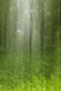 Beech forest in the rain