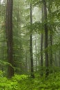 Beech forest in the rain