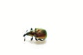 Bukarki beetle from the pipe-roller family. Royalty Free Stock Photo