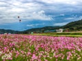 Bukcheon Cosmos and Buckwheat Flower Festival in Hadong, Gyengsangnamdo, ,South Korea Royalty Free Stock Photo