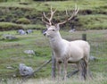 Bukhara or Bactrian Deer Royalty Free Stock Photo