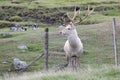 Bukhara or Bactrian Deer