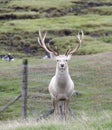 Bukhara or Bactrian Deer Royalty Free Stock Photo