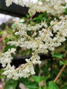 bukhara fleeceflower white lace blooming Royalty Free Stock Photo