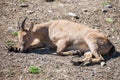 Bukhara urial.