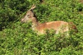 Bukharan markhor Royalty Free Stock Photo