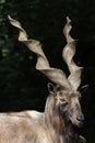 Bukharan markhor (Capra falconeri heptneri). Royalty Free Stock Photo